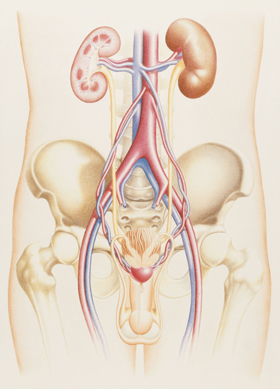 Astra Zeneca. Dibujo del sistema genitourinario 
