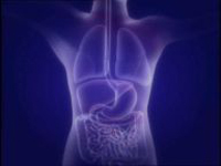 Azprensa. Imagen de organos internos.