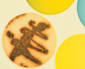 Astra Zeneca. Placas Petri con cultivos 