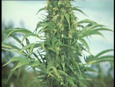 Cannabis sativa. Imagen de sciencepics.org con licencia Creative Commons