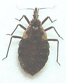 reduvideo transmisor de la enf de chagas