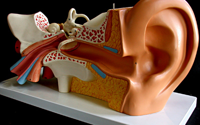 Maqueta de un aparato auditivo. Fotografia cedida por el CNICE http://recursos.cnice.mec.es/bancoimagenes2/buscador/index.php