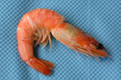 Fotografia cedida por el CNICE http://recursos.cnice.mec.es/bancoimagenes2/buscador/index.php