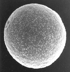 Fotograf�a electr�nica de un grano de polen