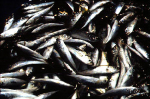 Sardinas