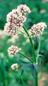 Planta de valeriana