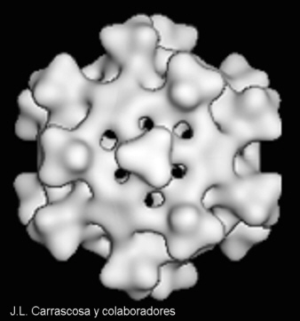 Dibujo esquem�tico de la c�pside de un virus